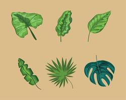icone di piante a sei foglie vettore