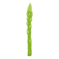 asparagi freschi isolati su sfondo bianco. cibo organico. stile cartone animato. illustrazione vettoriale per il design.