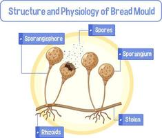 struttura e fisiologia della muffa del pane vettore