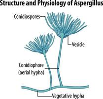 struttura e fisiologia dell'aspergillus vettore