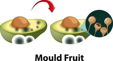 avocado decomposto non commestibile con muffa vettore