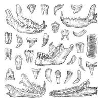 illustrazioni di denti e mascelle in stile inchiostro artistico vettore