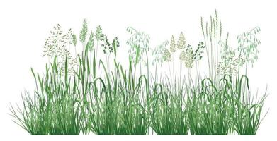 illustrazione con erbe di campo e fiori vettore