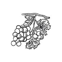 disegno di contorno di un grappolo d'uva, illustrazione vettoriale isolato su sfondo bianco, icona e simbolo