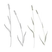 vettore illustrazione di erbe aromatiche isolato su bianca sfondo.