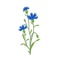 fiordaliso campo vettore illustrazione. estate selvaggio prato fiore, miele pianta. fiordaliso blu isolato su bianca. centaurea botanico floreale design elemento