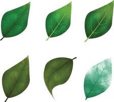 digitale acquerello le foglie illustrazione. vettore