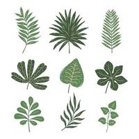 set di foglie tropicali disegnate a mano vettore