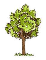 semplice colore vettore disegno. deciduo albero isolato su bianca sfondo. verde lussureggiante fogliame. estate natura, foresta impianti, paesaggio.