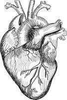 cuore umano anatomia schizzo vettore illustrazione