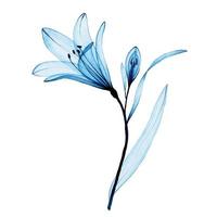 acquerello disegno. trasparente blu fiore alstroemeria, giglio. arioso trasparente fiore, raggi X. vettore