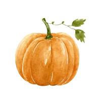 uno autunno zucca con verde le foglie isolato su bianca sfondo. acquerello disegnato a mano illustrazione. Perfetto per il tuo progetto, saluto carte, stampe, copertine, modelli, inviti, menù, logo. vettore