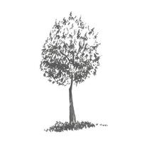 disegnato a mano albero, dolce Castagna. realistico Immagine nel occhiali da sole di grigio, schizzo dipinto con inchiostro spazzola vettore