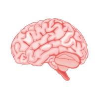 cervello umano corpo parte vettore