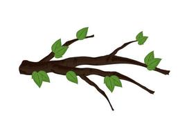 ramo albero le foglie vettore