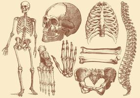 vecchio stile che disegna ossa umane vettore