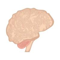 cervello umano corpo parte vettore