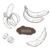 insieme disegnato a mano di banana vettore