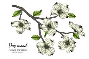 disegno di fiori e foglie di corniolo bianco vettore