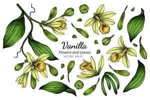 set di disegno di fiori e foglie di vaniglia vettore