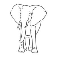 schizzo vettoriale di elefante