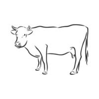 schizzo vettoriale di mucca