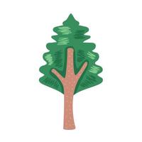 pino coniferus albero vettore