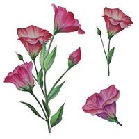 impostato di lisianthus fiori, eustoma vettore