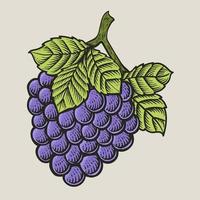 illustrazione Vintage ▾ uva frutta con incisione stile vettore