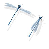 blu libellula vettore illustrazione isolato su bianca sfondo