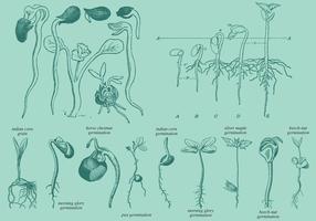 Germinazione di disegno vecchio stile vettore