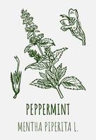 vettore disegni di menta piperita. mano disegnato illustrazione. latino nome Mentha piperita l.