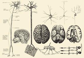 Disegni di cervello e neurone vettore