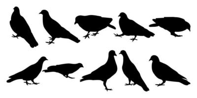 colombe piccioni in piedi, diverso imballare di uccello sagome, isolato vettore