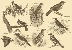 disegni di uccellini vettore