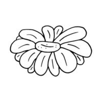 camomilla fiore mano disegnato nel scarabocchio stile. etichetta, icona, arredamento, medicinale erbe aromatiche vettore