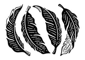 silhouette tropicale Banana le foglie impostare. mano disegnato scarabocchi illustrazione. vettore