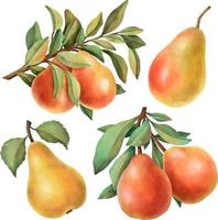 mano disegnato maturo acquerello frutta su bianca sfondo clipart. vettore