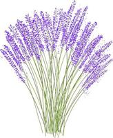 illustrazione vettoriale di bouquet di lavanda disegnata a mano