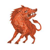 arrabbiato Razorback pronto per attacco disegno vettore