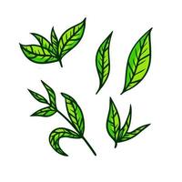 tè foglia. verde pianta. impostato di disegnato a mano naturale elementi. cartone animato illustrazione vettore