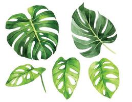 acquerello disegno. Monstera tropicale le foglie impostare. pioggia foresta verde le foglie isolato su bianca sfondo vettore