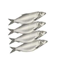 pesce collezione per conservazione nel piatto stile vettore