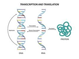 scientifico biologico modello dna e rna trascrizione e traduzione vettore