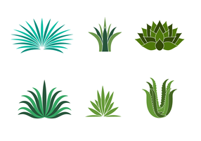 Maguey Vector gratuito