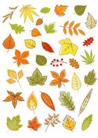 set di foglie autunnali colorate vettore
