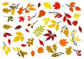 autunno foglie, ghiande e albero rami vettore
