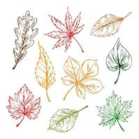 le foglie schizzi impostare. mano disegnato illustrazione vettore