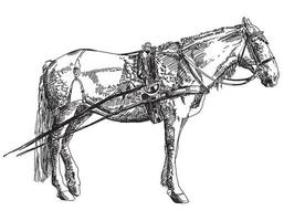 cavallo nel imbracatura mano disegno illustrazione su bianca sfondo. vettore illustrazione per disegno, stampa, arredamento, tessuti, adesivi, sfondo