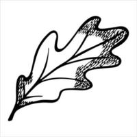 foglia di quercia disegnata a mano di vettore. illustrazione autunnale. clipart botaniche dettagliate vettore